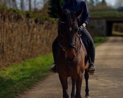 dressage horse Copyright R (Oldenburg, 2020, from Cadeau Noir)