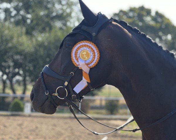 dressage horse She's Perfect (Oldenburg, 2020, from Sezuan's Donnerhall)