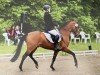 stallion Notre Bon (German Riding Pony, 2002, from Notre Plaisir)