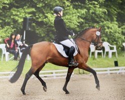 stallion Notre Bon (German Riding Pony, 2002, from Notre Plaisir)