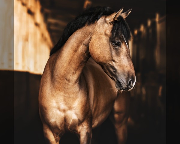 dressage horse Casper Lyrid (German Riding Pony, 2020, from Cosmopolitan NRW)