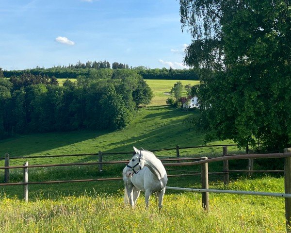 jumper Curvy 3 (German Sport Horse, 2017, from Colorit)