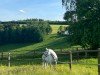 jumper Curvy 3 (German Sport Horse, 2017, from Colorit)