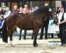 broodmare Pipa (South German draft horse, 2013, from Regent)