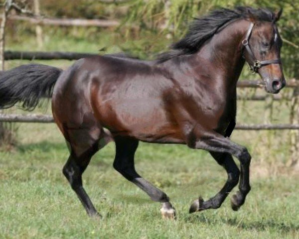 stallion Macanal xx (Thoroughbred, 1992, from Northern Flagship xx)