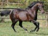 stallion Macanal xx (Thoroughbred, 1992, from Northern Flagship xx)