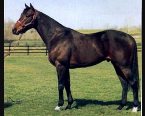 Deckhengst Northern Flagship xx (Englisches Vollblut, 1986, von Northern Dancer xx)