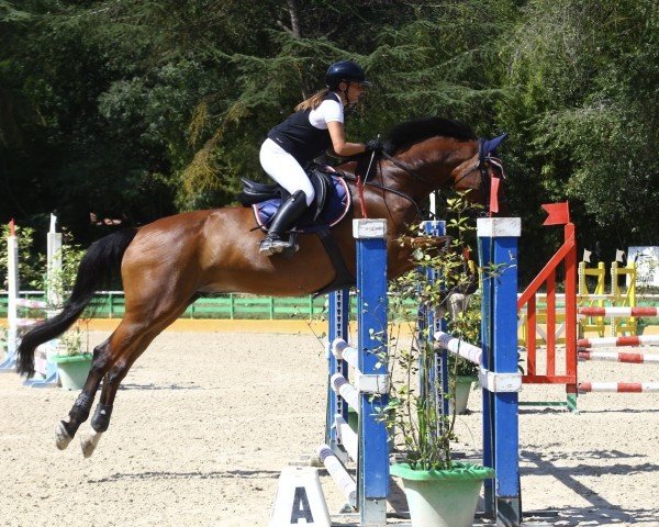 Springpferd Ippon DW (Belgisches Warmblut, 2008, von Echo van het Neerenbosch)