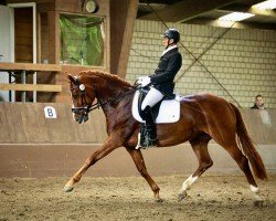 dressage horse Schätzchen 8 (Hanoverian, 2017, from Scolari)