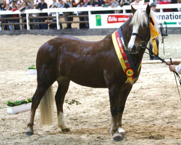 broodmare Ilona (Black Forest Horse, 2009, from Federsee)