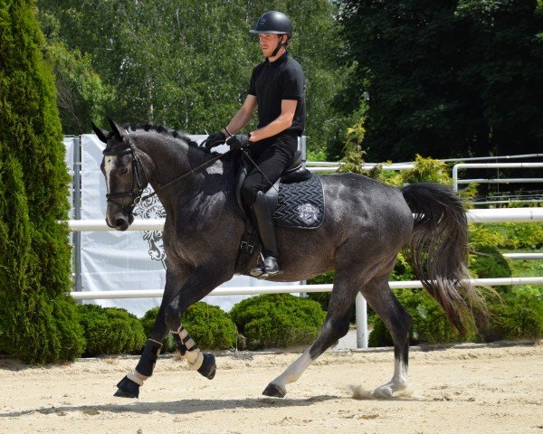 Springpferd Chacco Classic EM (Oldenburger Springpferd, 2021, von Chacoon Blue)