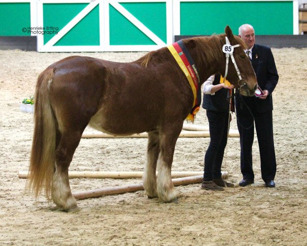 broodmare Greta (Schleswig Heavy Draft, 2012, from Torsballig)