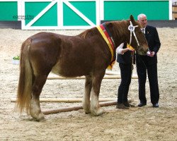 Zuchtstute Greta (Schleswiger Kaltblut, 2012, von Torsballig)