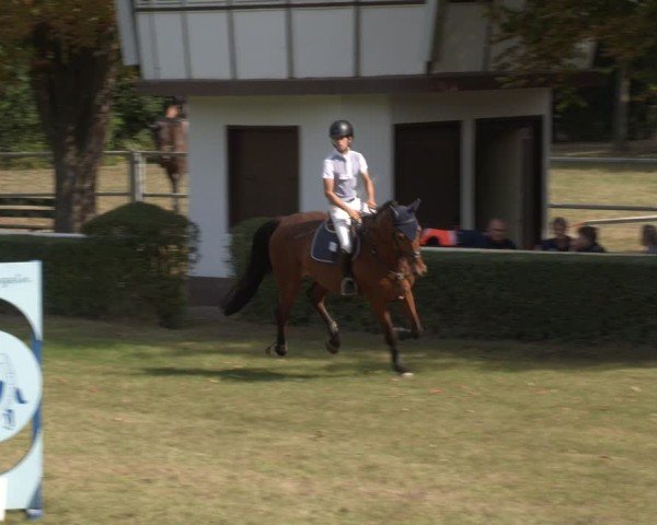 Reitturnier Westeregeln 2024