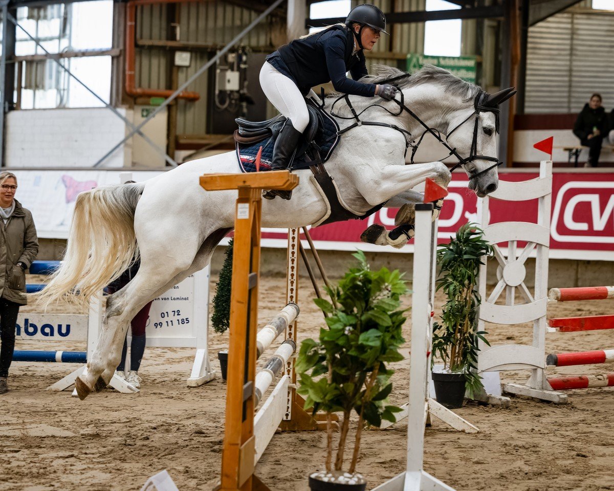 jumper Call me Pezi (anglo european sporthorse, 2013, from Call Me Number One)
