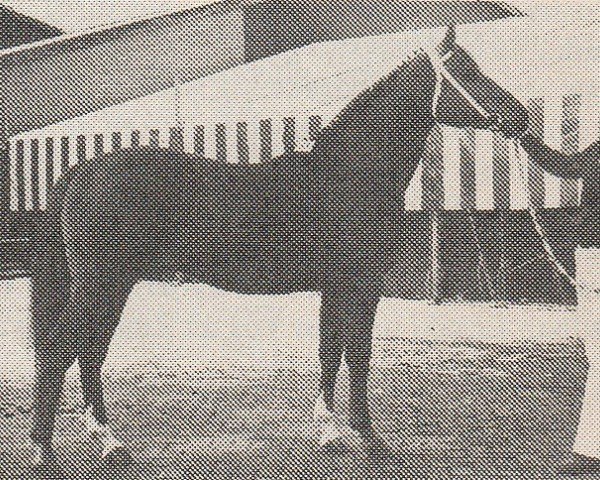 stallion Mischaz AA (Anglo-Arabs, 1970, from Rissaz ox)