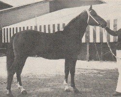 stallion Mischaz AA (Anglo-Arabs, 1970, from Rissaz ox)