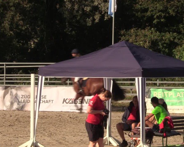 Reitturnier Lgl.-Oberhain, B95 2024