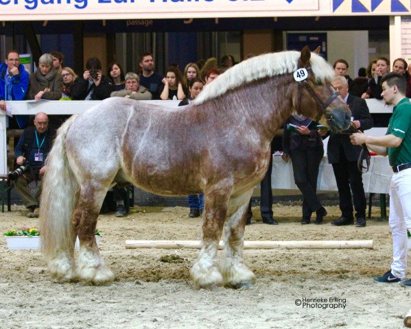 stallion Ursus von Haara (Rhenish-German Cold-Blood, 2007, from Ulano)