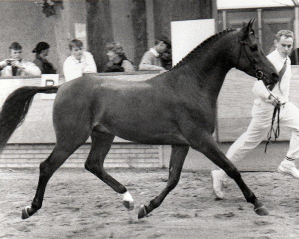 Deckhengst Kenaf Boy (Nederlands Rijpaarden en Pony, 1990, von Kenaf)