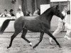 stallion Kenaf Boy (Nederlands Rijpaarden en Pony, 1990, from Kenaf)