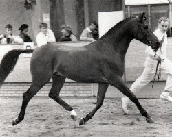 stallion Kenaf Boy (Nederlands Rijpaarden en Pony, 1990, from Kenaf)