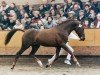 stallion Evanto's Nieuwmoed (Nederlands Rijpaarden en Pony, 1986, from Eduard)