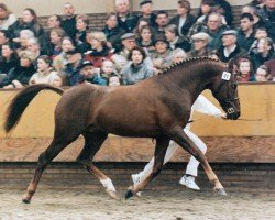 stallion Evanto's Nieuwmoed (Nederlands Rijpaarden en Pony, 1986, from Eduard)