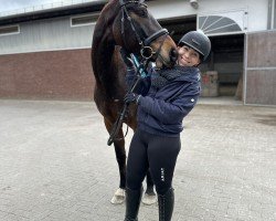 dressage horse Desideno (German Sport Horse, 2020, from De Niro Gold 3)