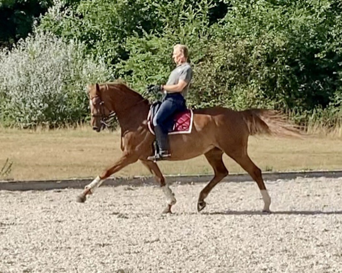 broodmare Stolen Dance (Westphalian, 2011, from Schumacher)