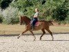 broodmare Stolen Dance (Westphalian, 2011, from Schumacher)