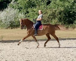 broodmare Stolen Dance (Westphalian, 2011, from Schumacher)