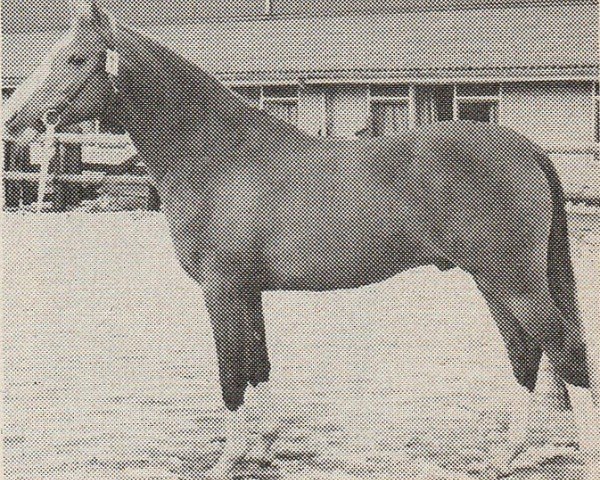 stallion Boyco (Nederlands Rijpaarden en Pony, 1983, from Baccarat ox)