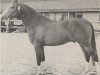 stallion Boyco (Nederlands Rijpaarden en Pony, 1983, from Baccarat ox)