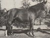 Zuchtstute Lelan van Stal de Liemers (Nederlands Rijpaarden en Pony, 1970, von Saoud ox)