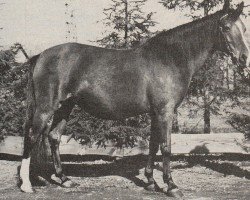 Zuchtstute Lelan van Stal de Liemers (Nederlands Rijpaarden en Pony, 1970, von Saoud ox)