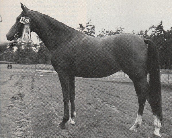 Zuchtstute Lelian van Stal de Liemers (Nederlands Rijpaarden en Pony, 1978, von Dahiy ox)