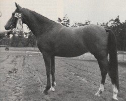 broodmare Lelian van Stal de Liemers (Nederlands Rijpaarden en Pony, 1978, from Dahiy ox)