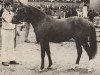 stallion Montie (Nederlands Rijpaarden en Pony, 1981, from Mischaz AA)