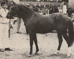 stallion Montie (Nederlands Rijpaarden en Pony, 1981, from Mischaz AA)