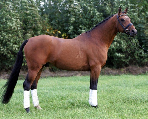 stallion Nicolai (Nederlands Rijpaarden en Pony, 1991, from Netron ox)