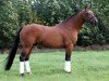 stallion Nicolai (Nederlands Rijpaarden en Pony, 1991, from Netron ox)