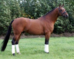 stallion Nicolai (Nederlands Rijpaarden en Pony, 1991, from Netron ox)