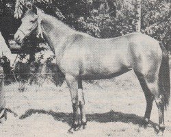 Zuchtstute Sanne (Nederlands Rijpaarden en Pony, 1984, von Eduard)