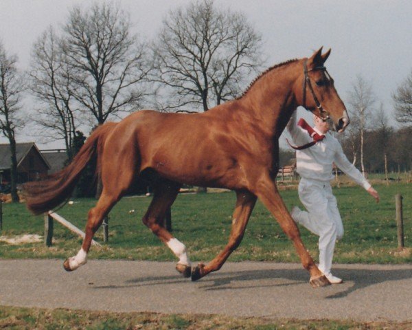 Deckhengst Guco van Uunckhoeve (Nederlands Rijpaarden en Pony, 1980, von Gag xx)