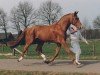 stallion Guco van Uunckhoeve (Nederlands Rijpaarden en Pony, 1980, from Gag xx)