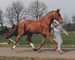 Deckhengst Guco van Uunckhoeve (Nederlands Rijpaarden en Pony, 1980, von Gag xx)