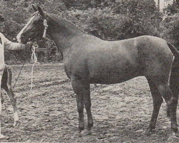 Zuchtstute Fatimah (Nederlands Rijpaarden en Pony, 1974, von Kebir II ox)