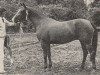 broodmare Fatimah (Nederlands Rijpaarden en Pony, 1974, from Kebir II ox)