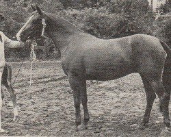 broodmare Fatimah (Nederlands Rijpaarden en Pony, 1974, from Kebir II ox)